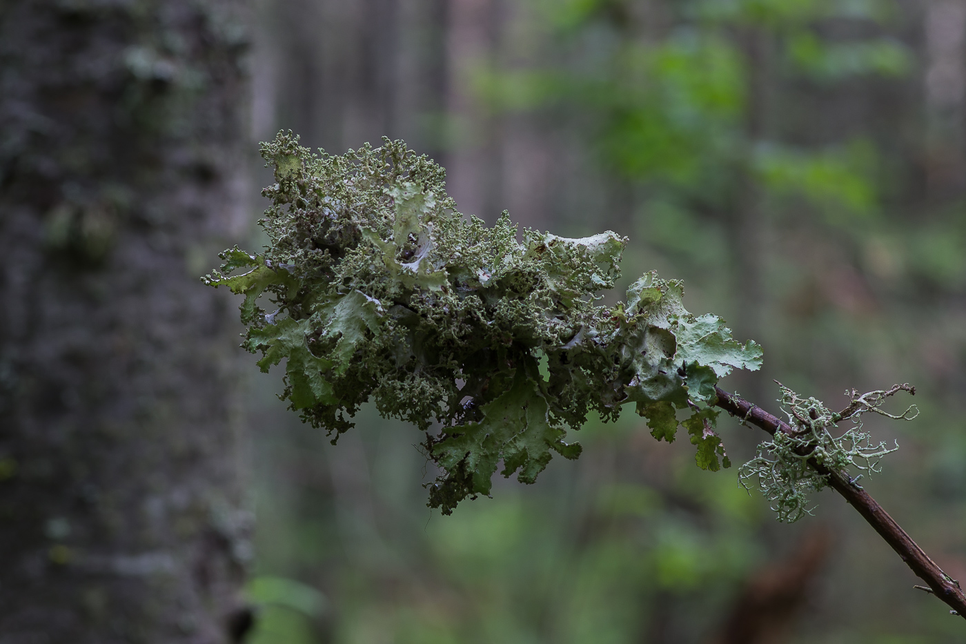 Изображение особи Platismatia glauca.