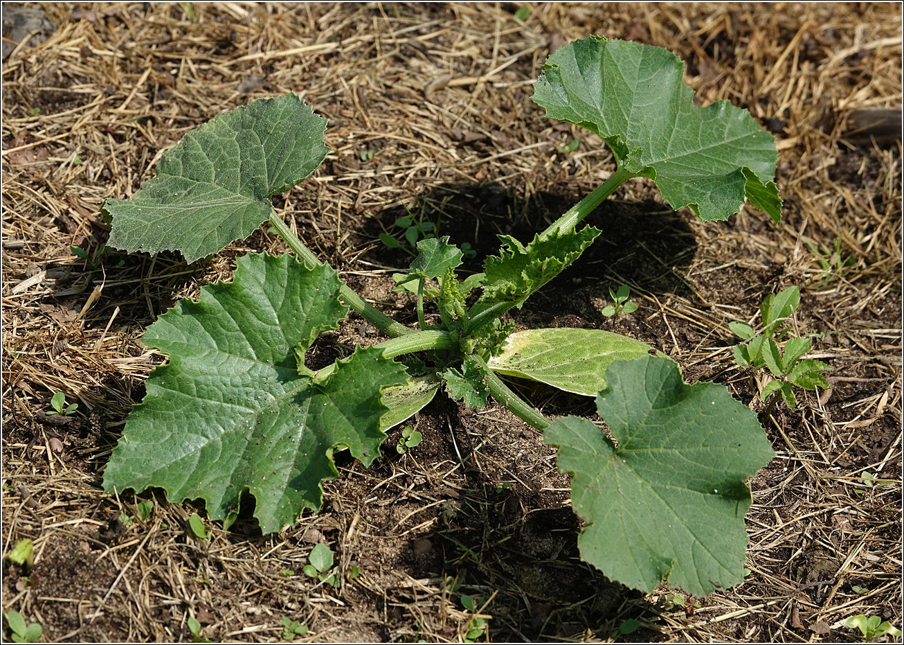 Image of Cucurbita pepo specimen.