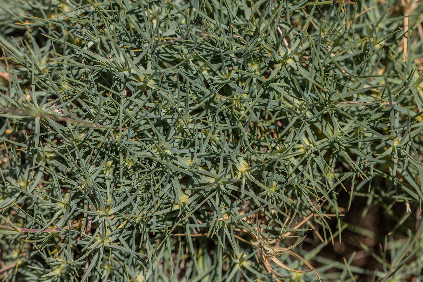 Image of Minuartia circassica specimen.