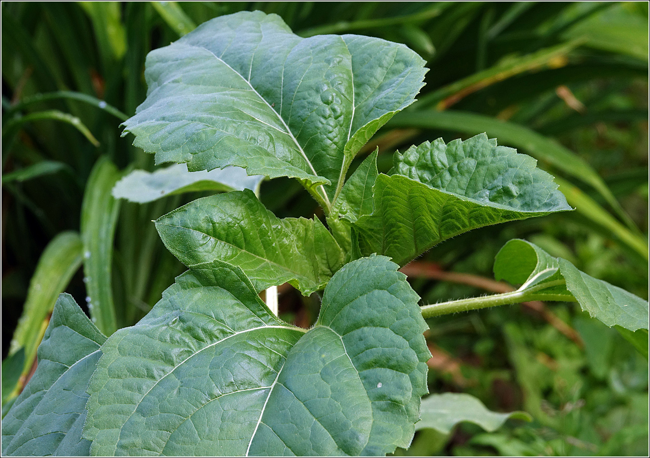 Image of Helianthus annuus specimen.