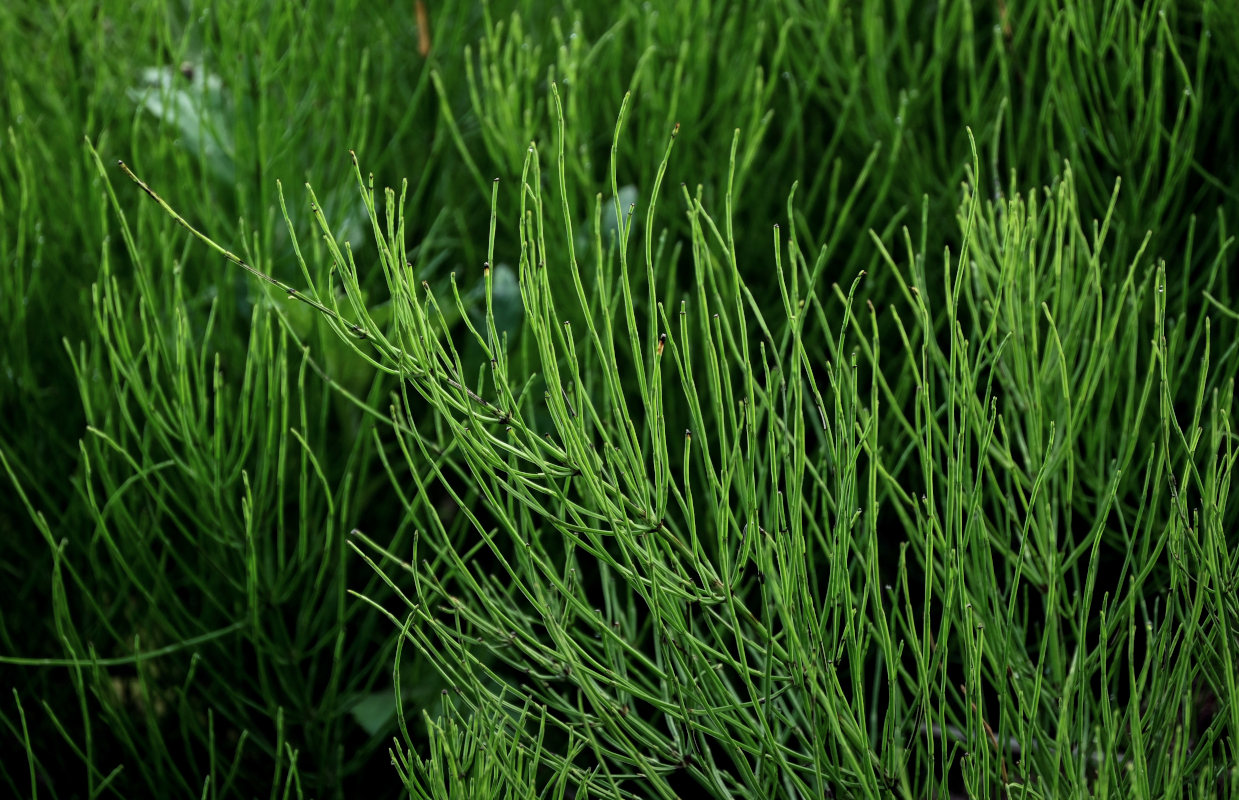 Image of Equisetum arvense specimen.