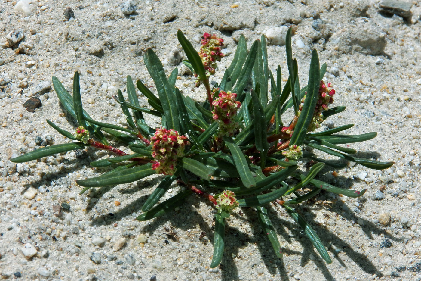 Image of Knorringia pamirica specimen.