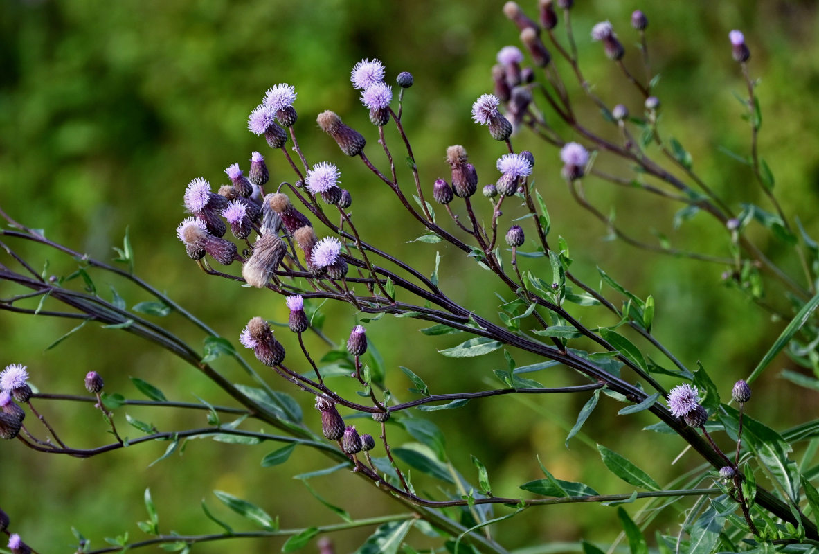 Изображение особи Cirsium setosum.