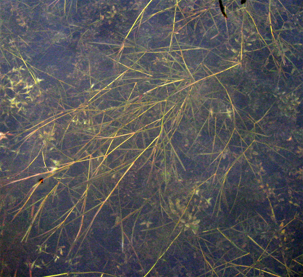 Image of Potamogeton friesii specimen.