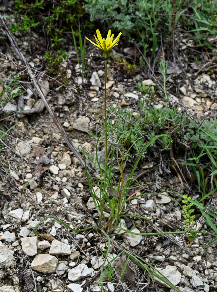 Изображение особи род Tragopogon.