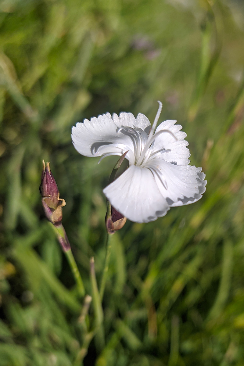 Изображение особи Dianthus cretaceus.