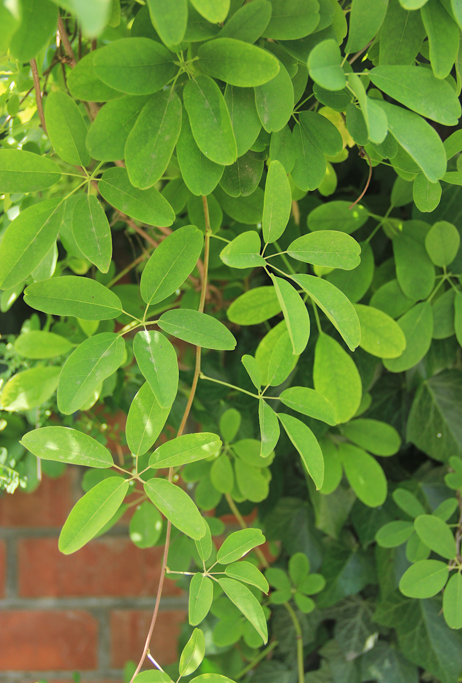 Изображение особи Akebia quinata.