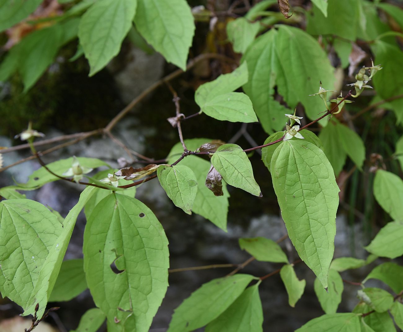 Image of Philadelphus caucasicus specimen.