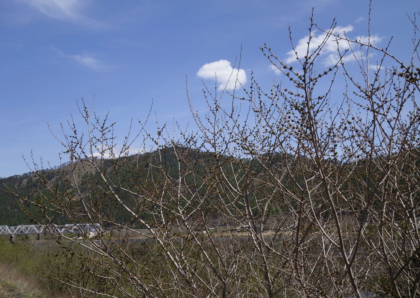 Изображение особи Ulmus pumila.