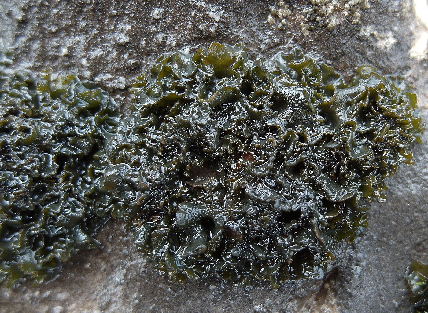 Изображение особи Lathagrium cristatum.
