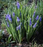 род Muscari. Цветущие растения. Ростовская обл., г. Донецк, клумба. 09.04.2024.