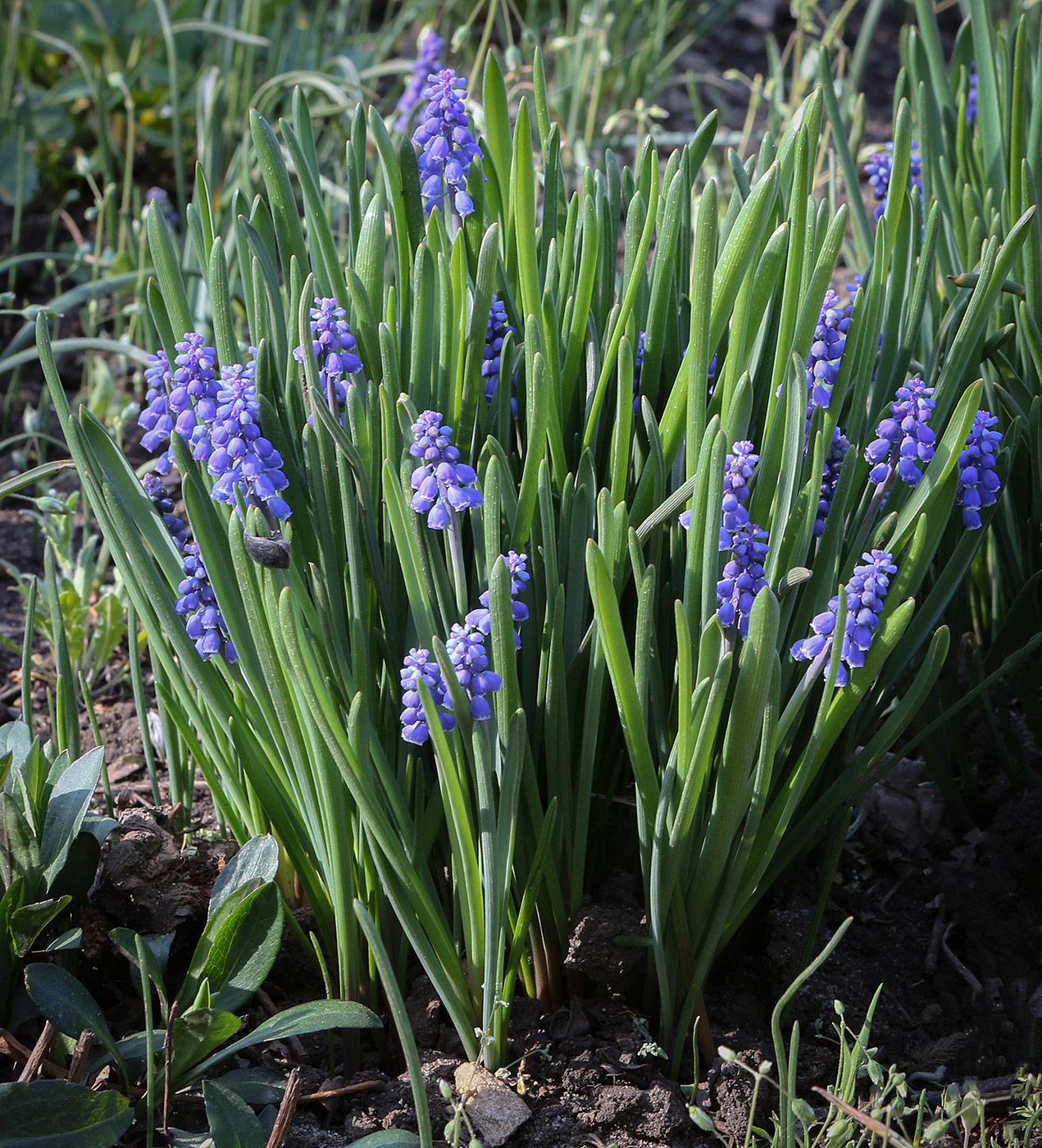 Image of genus Muscari specimen.