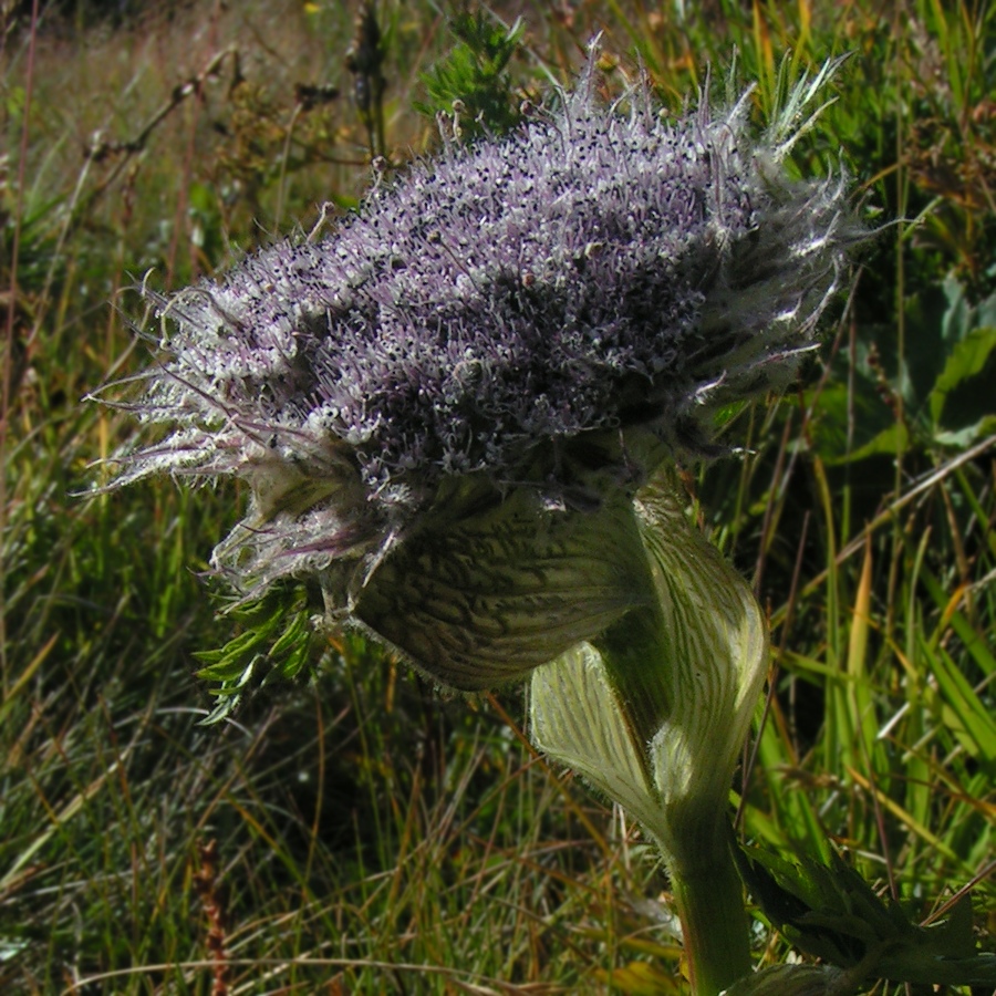 Image of Sajanella monstrosa specimen.