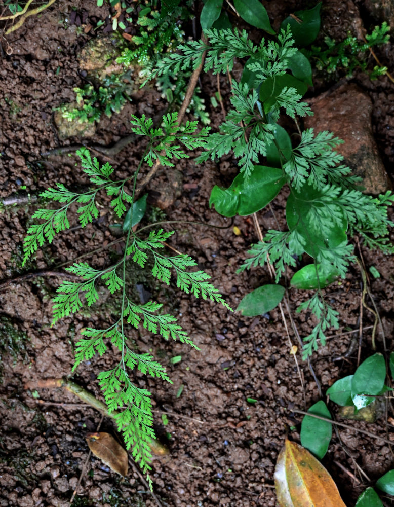 Image of Onychium japonicum specimen.