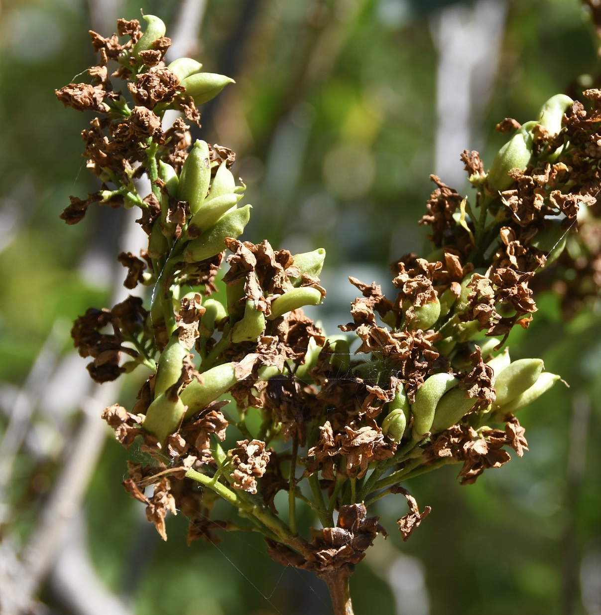 Изображение особи Syringa vulgaris.