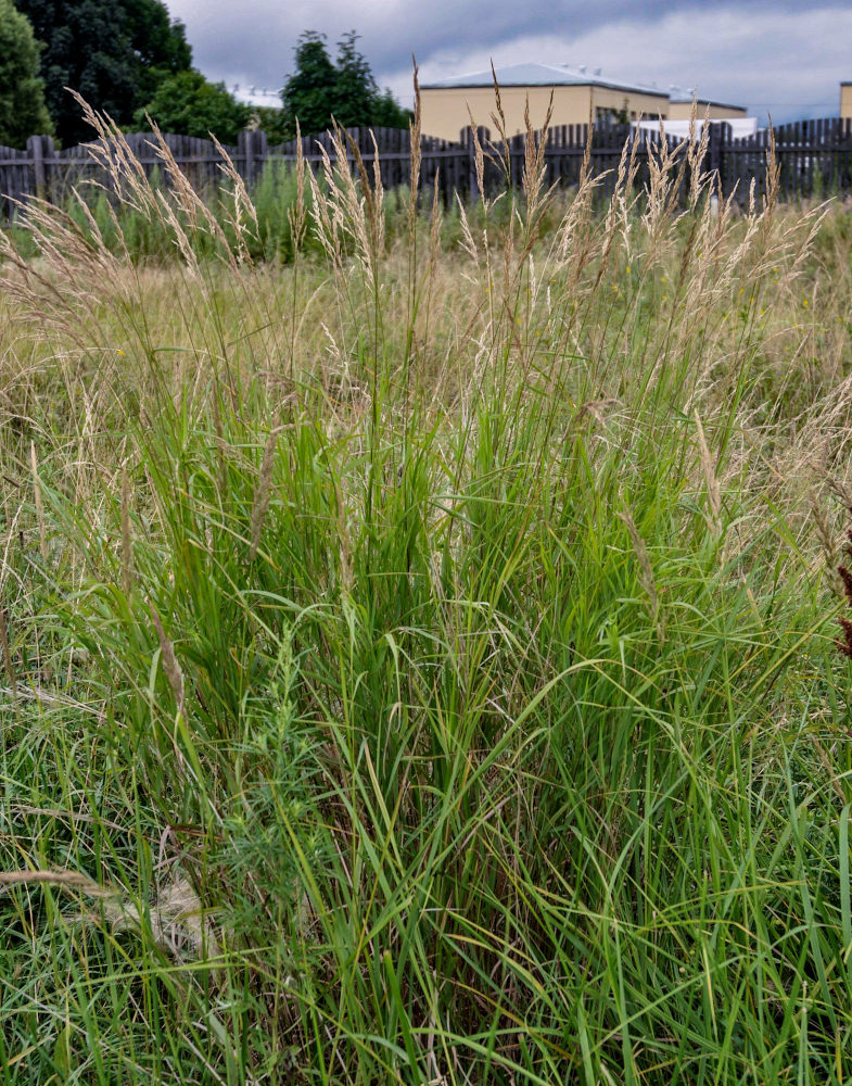 Image of familia Poaceae specimen.