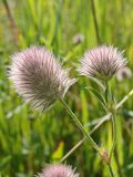 Trifolium arvense. Верхушка цветущей веточки. Хабаровский край, окр. г. Комсомольск-на-Амуре, обочина дороги. 30.07.2024.