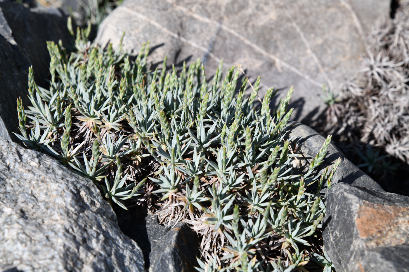 Image of Acantholimon alexeenkoanum specimen.