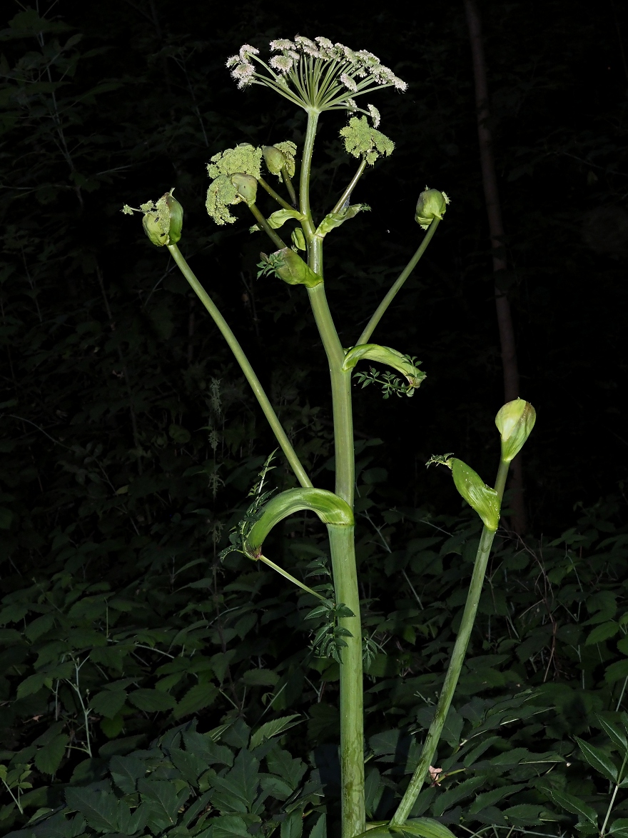 Изображение особи Angelica sylvestris.