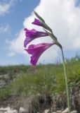 Gladiolus tenuis. Верхушка побега с соцветием. Карачаево-Черкесия, Зеленчукский р-н, гора Джисса, ≈ 1600 м н.у.м., субальпийский луг. 14.06.2024.