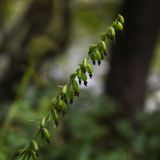 Epipactis helleborine. Соплодие. Липецкая обл., Данковский р-н, ур. Осиновский лес, берег р. Дон. 1 августа 2024 г.