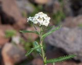 Achillea camtschatica. Верхушка генеративного побега. Камчатский край, г. Петропавловск-Камчатский, склон Мишенной сопки, обочина тропы. 02.08.2024.