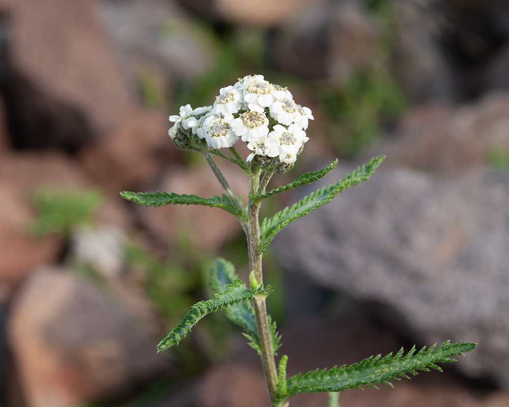 Image of Achillea camtschatica specimen.