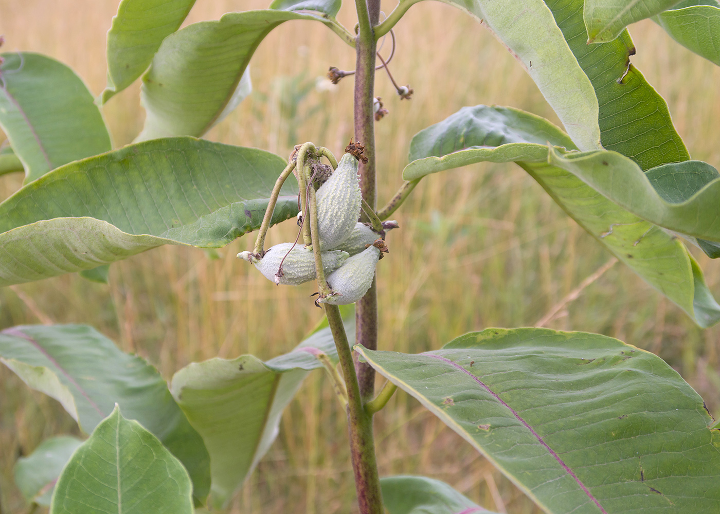 Изображение особи Asclepias syriaca.