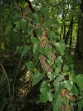 Hedera helix