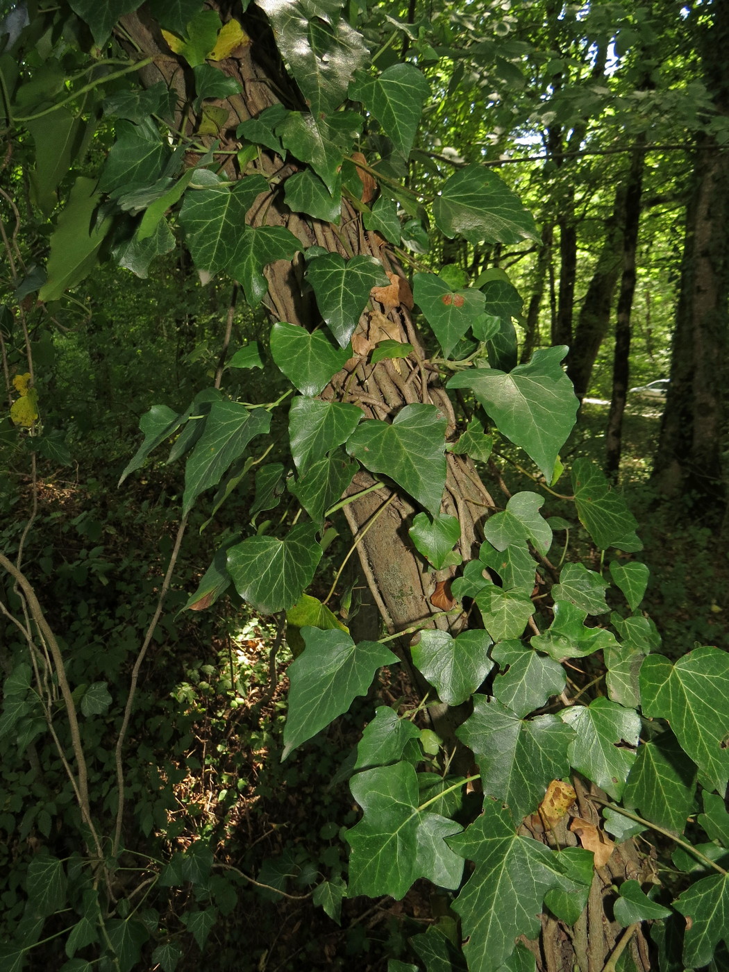 Image of genus Hedera specimen.