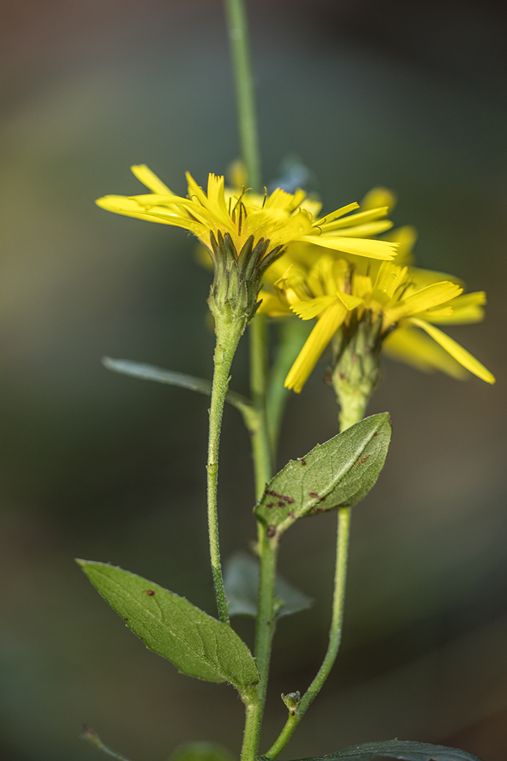 Image of genus Hieracium specimen.