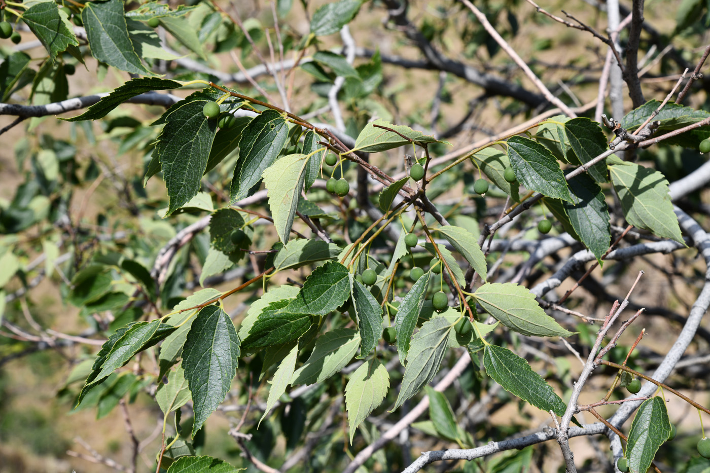 Изображение особи Celtis caucasica.