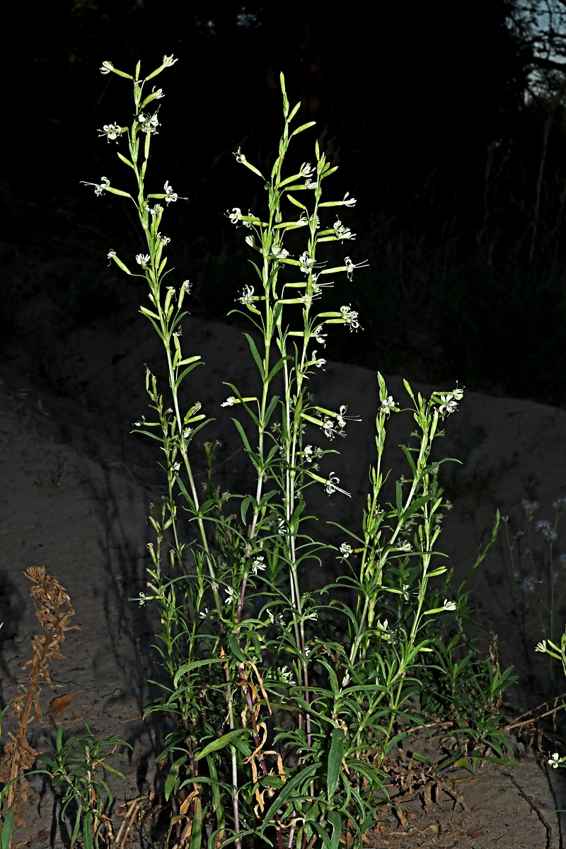 Image of Silene tatarica specimen.