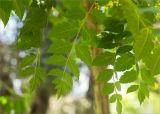 Koelreuteria paniculata. Листья. Турция, г. Анталья, Dokuma Park, в культуре. 01.06.2024.