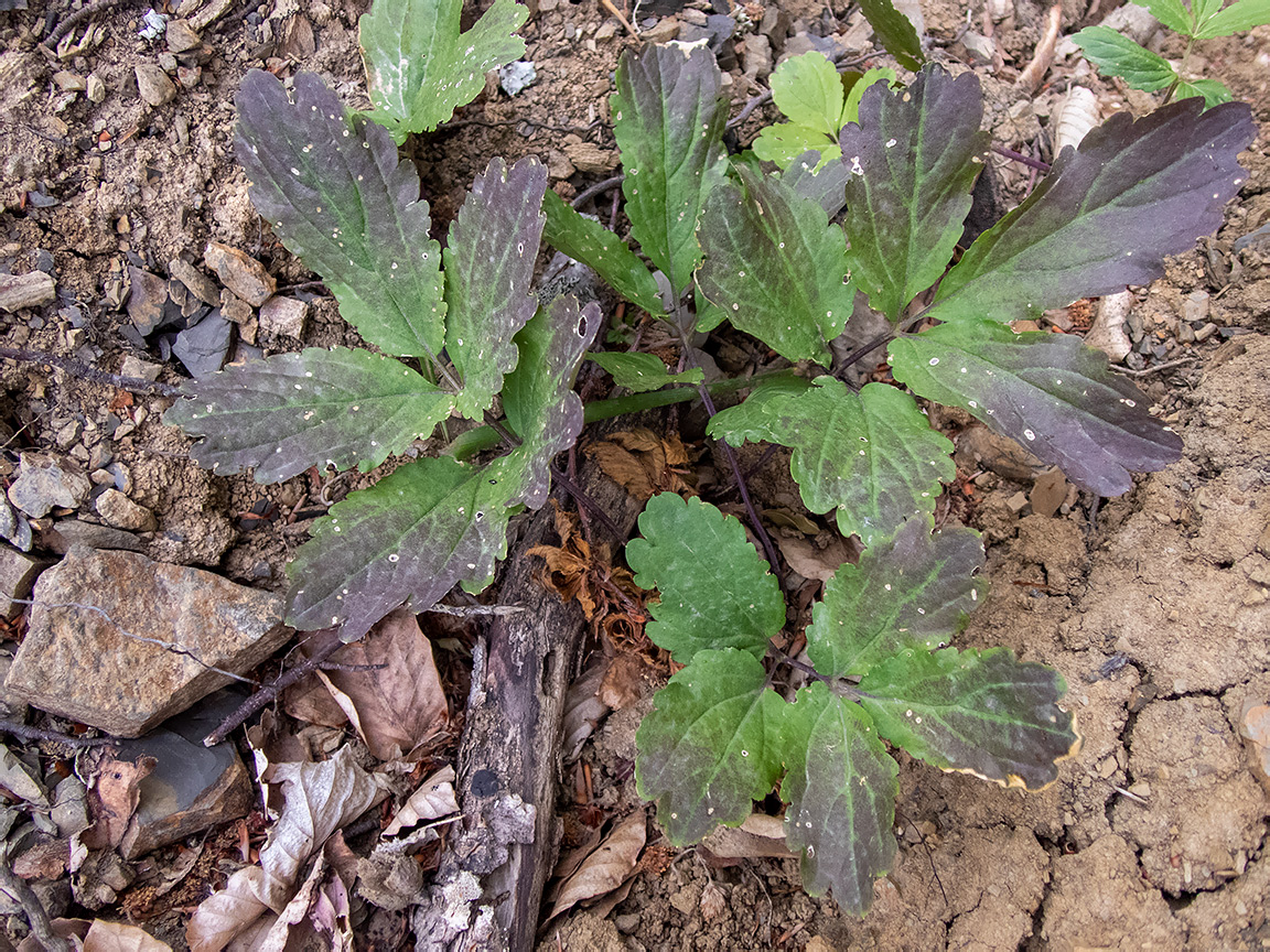 Image of Cardamine quinquefolia specimen.