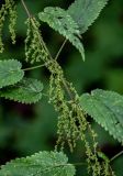 Urtica dioica. Часть побега с соплодиями. Московская обл., Волоколамский гор. округ, дол. р. Каменка, смешанный лес. 17.08.2024.