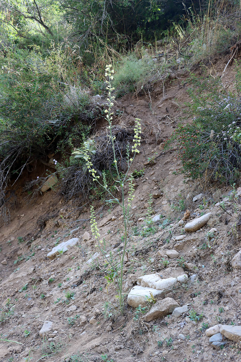 Image of Delphinium biternatum specimen.