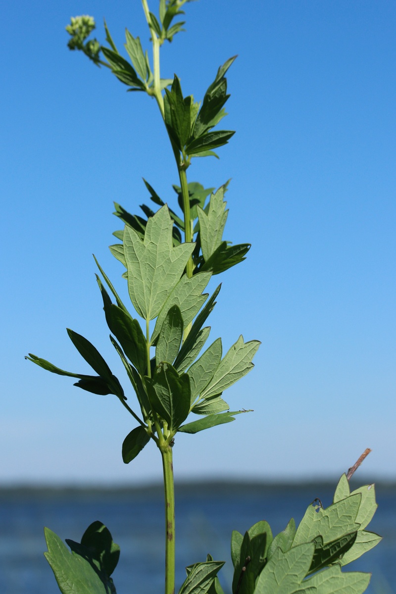 Image of Thalictrum flavum specimen.