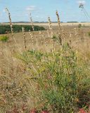 Astragalus varius. Плодоносящее растение. Ульяновская обл., Новомалыклинский р-н, окр. с. Высокий Колок, граница с Самарской обл., выходящая к р. Б. Авраль балка, остепнённый склон. 02.09.2023.