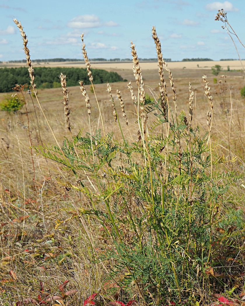 Изображение особи Astragalus varius.