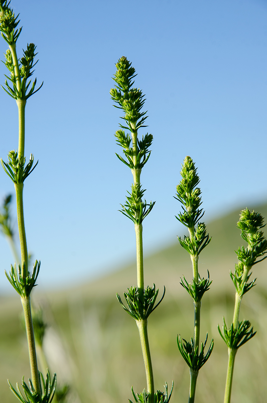 Изображение особи Galium verum.