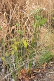 Cyperus alternifolius