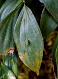 Ruscus colchicus