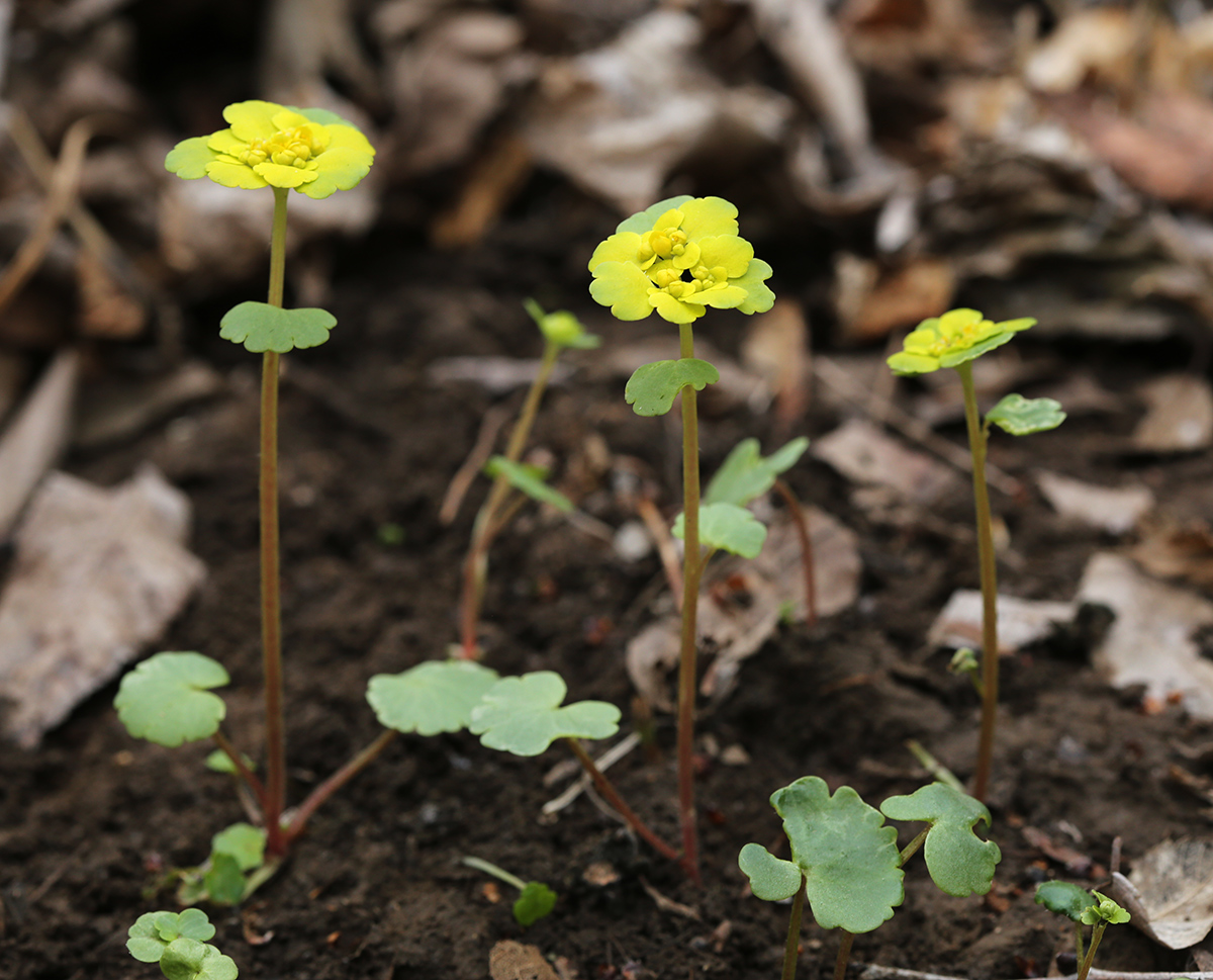 Изображение особи Chrysosplenium sibiricum.