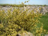 Ephedra distachya