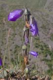 View full-size image Campanula collina