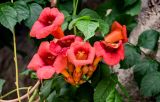 View full-size image Campsis radicans