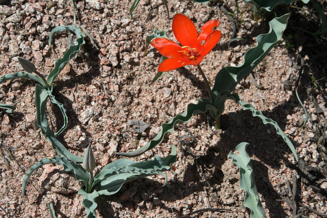 Image of Tulipa butkovii specimen.