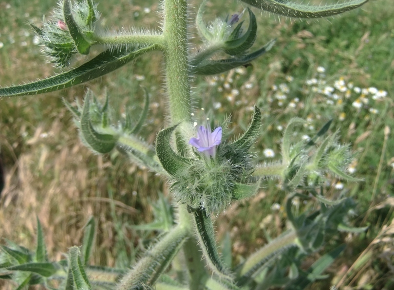 Image of Echium biebersteinii specimen.