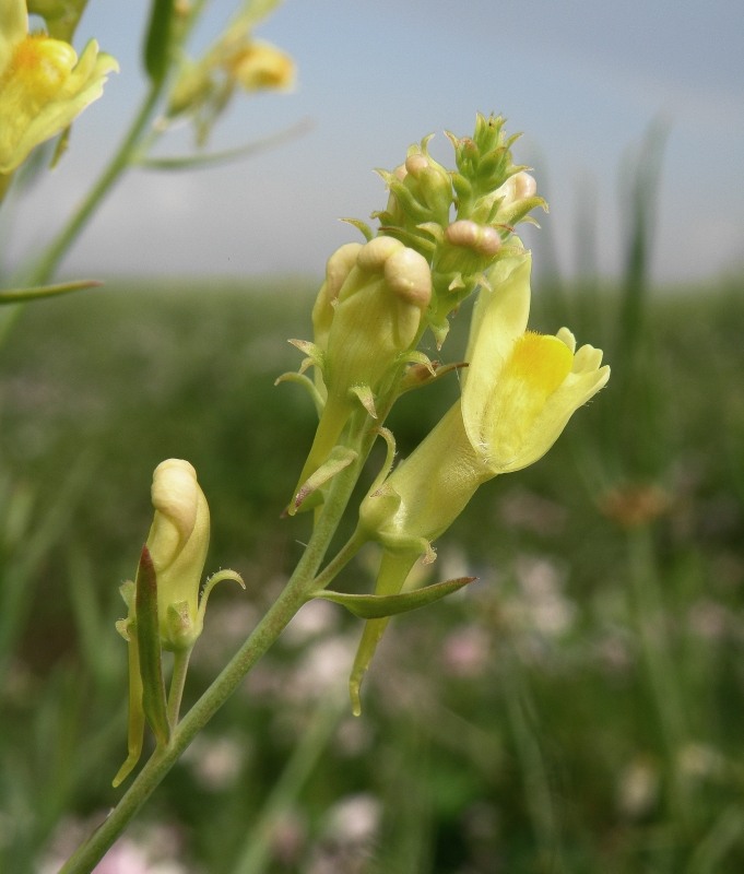 Изображение особи Linaria biebersteinii.